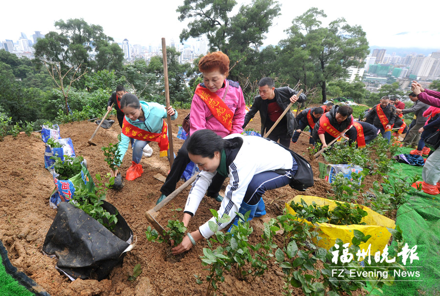 福建晋安赠万盆茉莉花 栽种茉莉花900平方米 